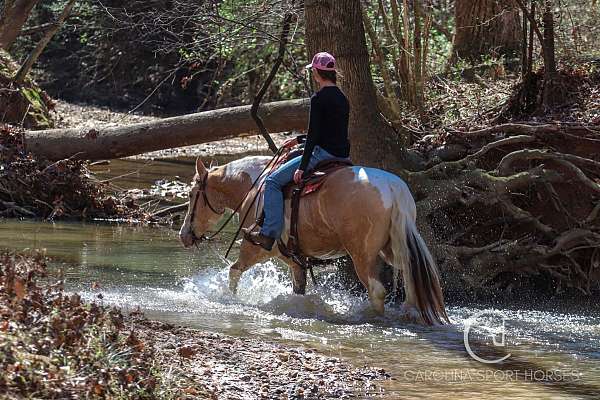 ridden-english-draft-horse