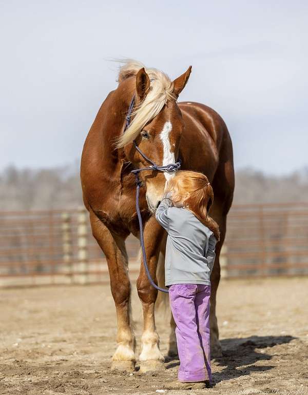 athletic-belgian-horse