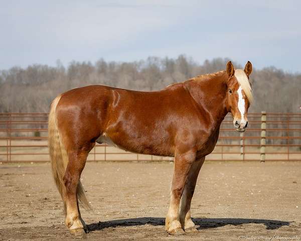 draft-belgian-horse