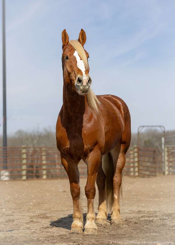 flashy-belgian-horse