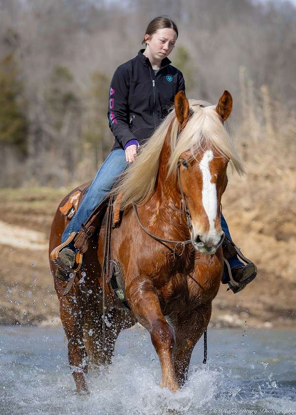 kid-safe-belgian-horse