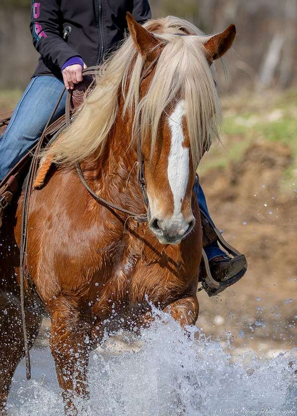 parade-belgian-horse