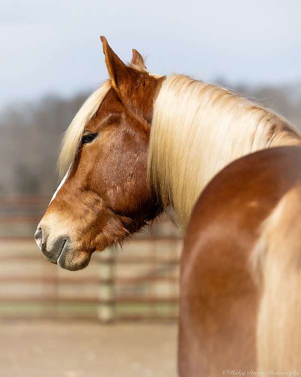 cross-belgian-horse