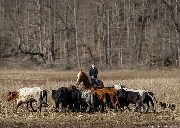 ranch-work-belgian-horse