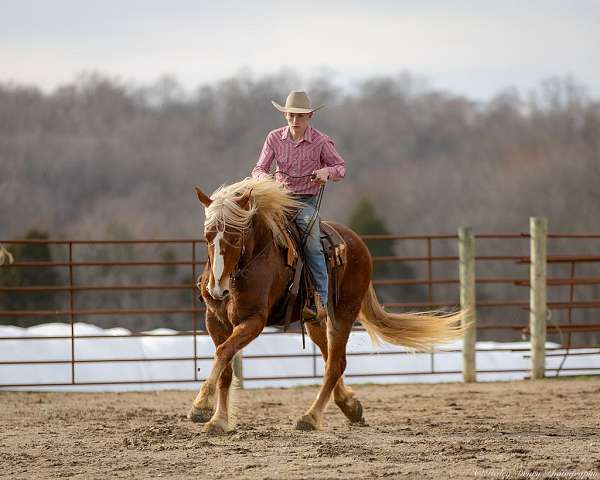 show-belgian-horse