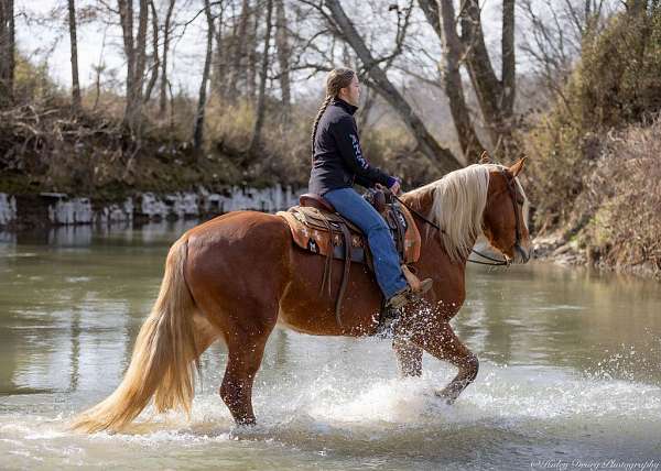 trail-riding-belgian-horse