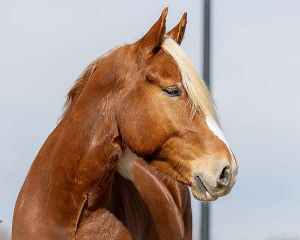 working-cattle-belgian-horse