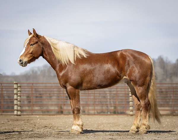 youth-belgian-horse