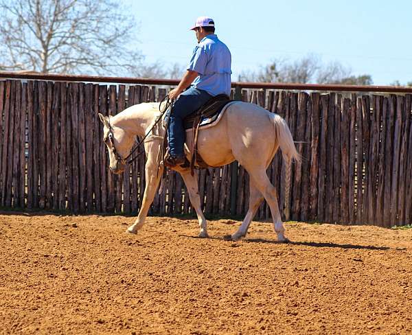 athletic-quarter-horse