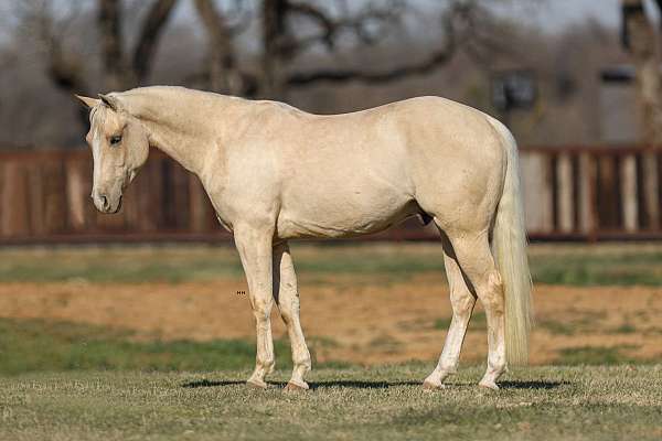 calf-roping-quarter-horse