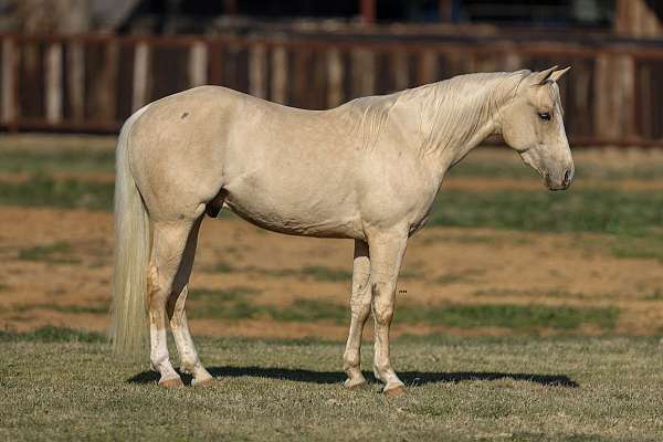 husband-safe-quarter-horse