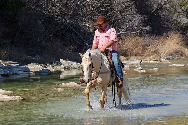 performance-quarter-horse