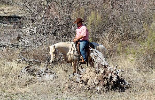 ranch-versatility-quarter-horse