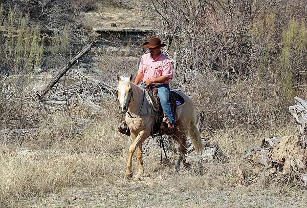 ranch-work-quarter-horse