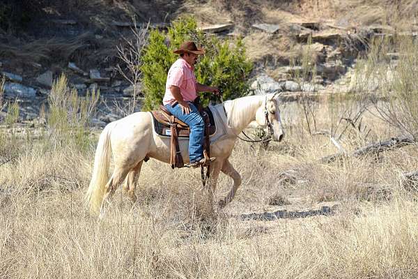 show-quarter-horse