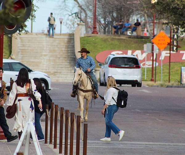 team-penning-quarter-horse