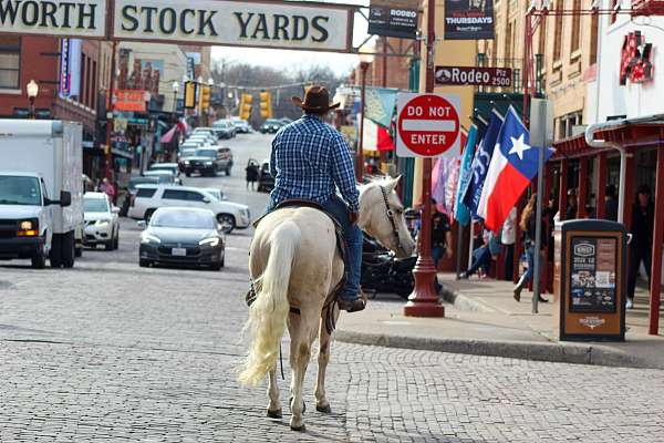 trail-riding-quarter-horse