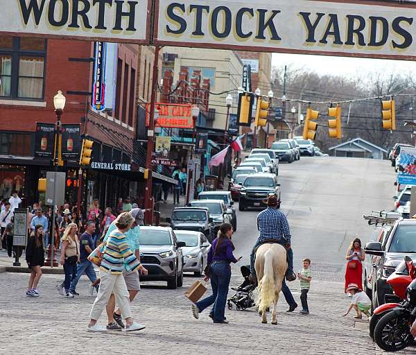 western-riding-quarter-horse