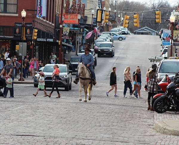 working-cattle-quarter-horse