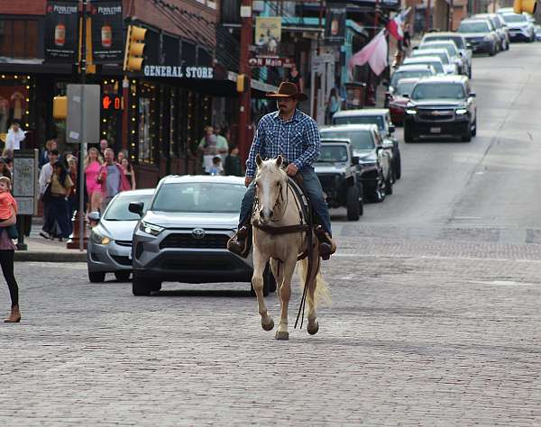 palomino-quarter-horse-gelding