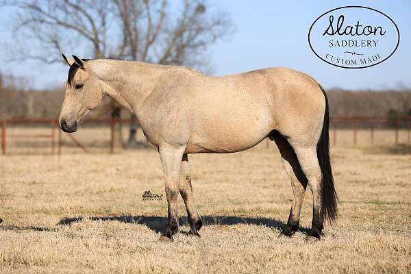 athletic-quarter-horse