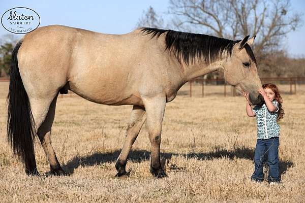 performance-quarter-horse