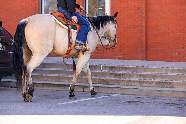 working-cattle-quarter-horse