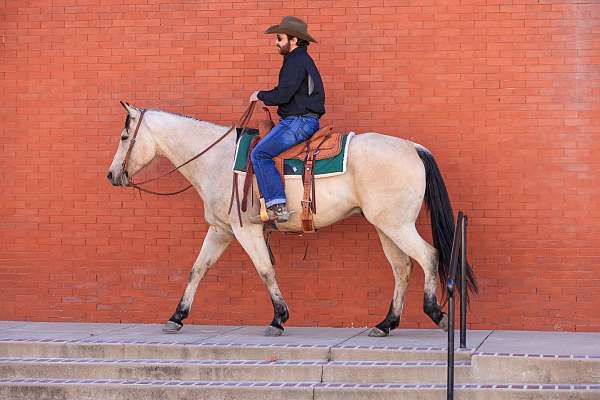 buckskin-quarter-horse-gelding