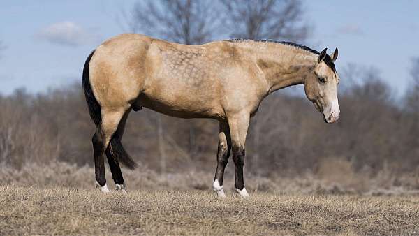 athletic-quarter-horse