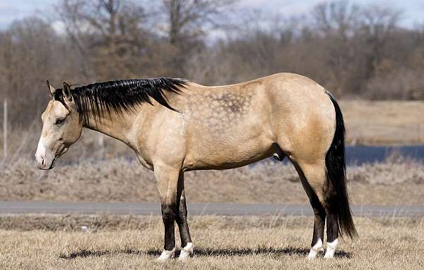 calf-roping-quarter-horse