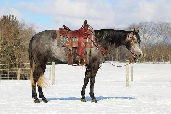 english-pleasure-quarter-horse