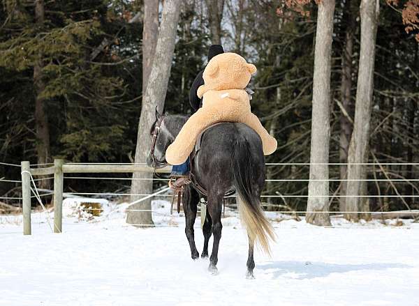 husband-safe-quarter-horse