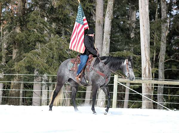 performance-quarter-horse