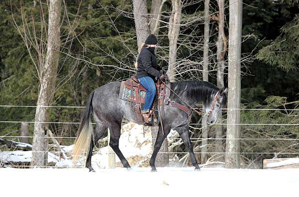 ranch-versatility-quarter-horse