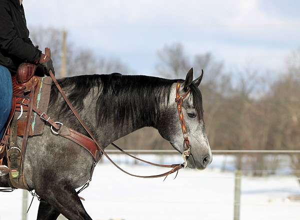 ridden-english-quarter-horse