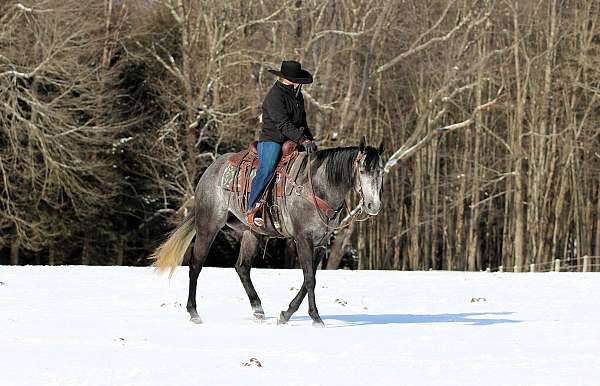 ridden-western-quarter-horse