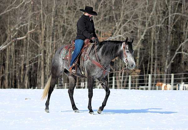 roping-quarter-horse