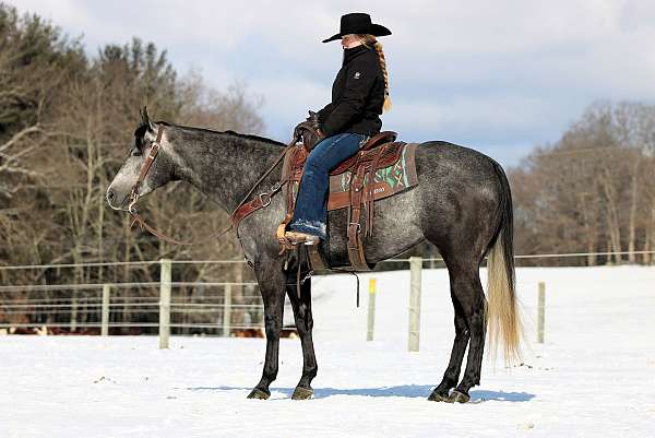 show-quarter-horse