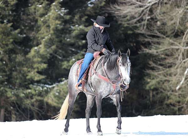 show-hack-quarter-horse