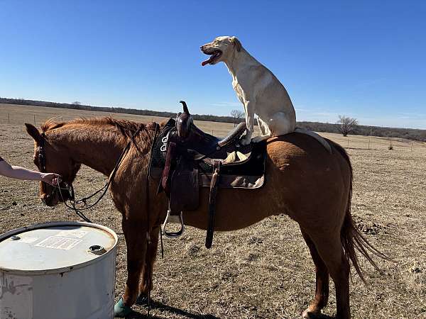 all-around-quarter-horse