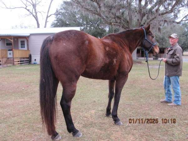 brown-seal-brown-ranch-horse