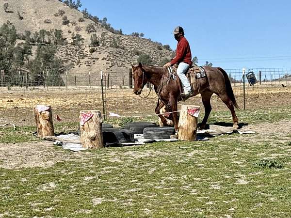 beginner-safe-quarter-horse