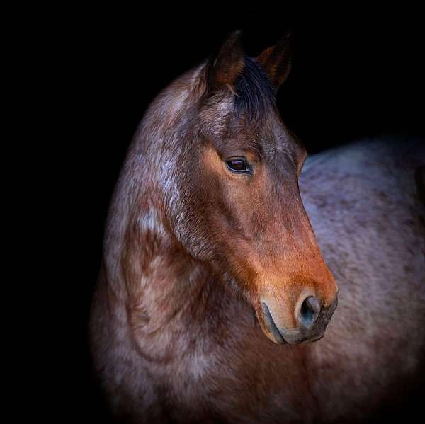 ranch-work-quarter-horse