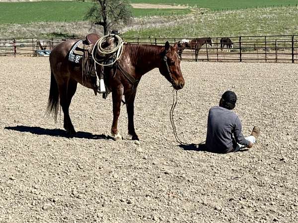 family-horse-quarter