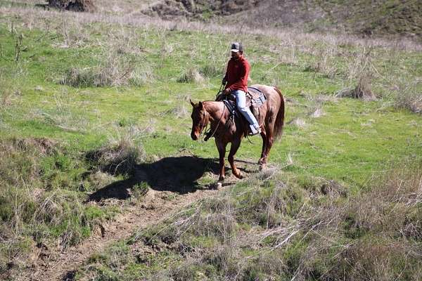 amazing-quarter-horse