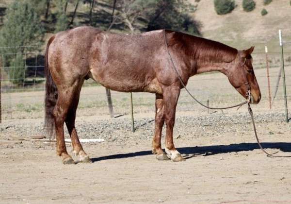 beginner-safe-quarter-horse