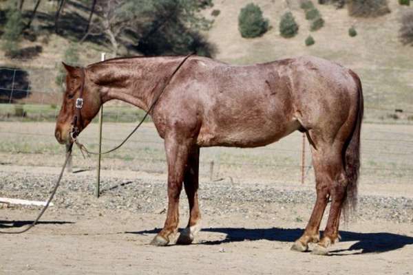 ranch-work-quarter-horse