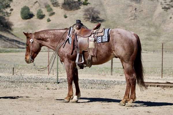 red-roan-none-horse