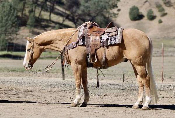 palomino-blaze-horse