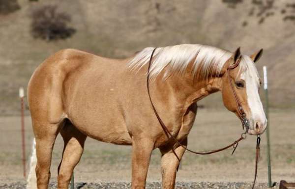 all-around-quarter-horse